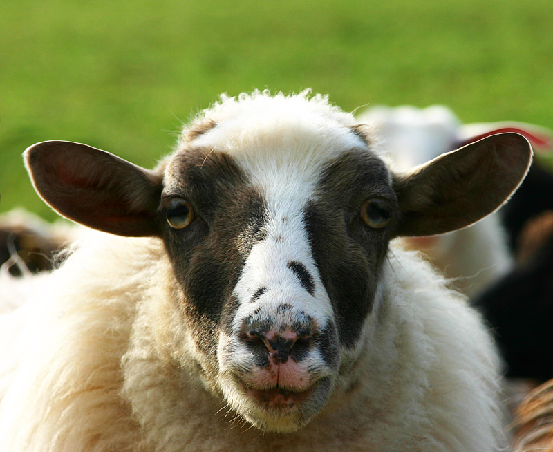 Friendly sheep