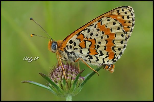 Friendly/Amichevole 2