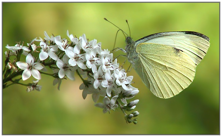 Friends for life...Blumen und Schmetterlinge