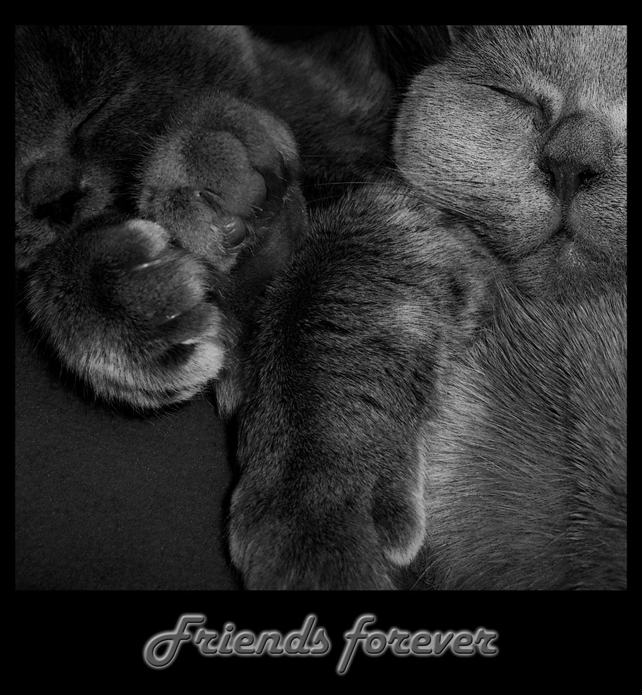 Friends Forever