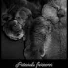 Friends Forever