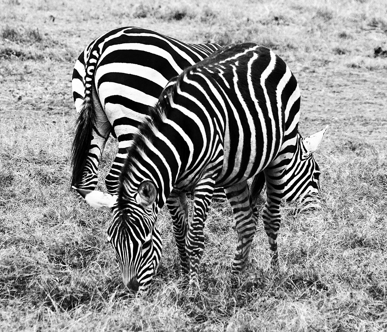 Friends in Black and White