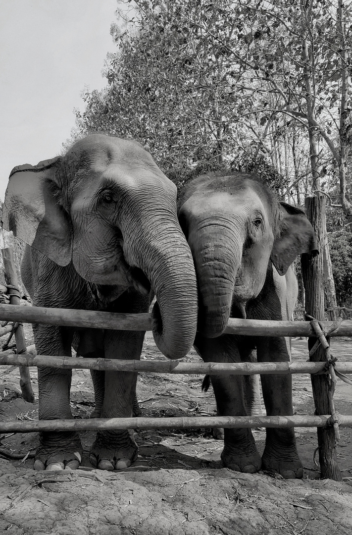 Friendship as strong as an elephant's bond