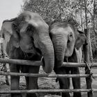 Friendship as strong as an elephant's bond