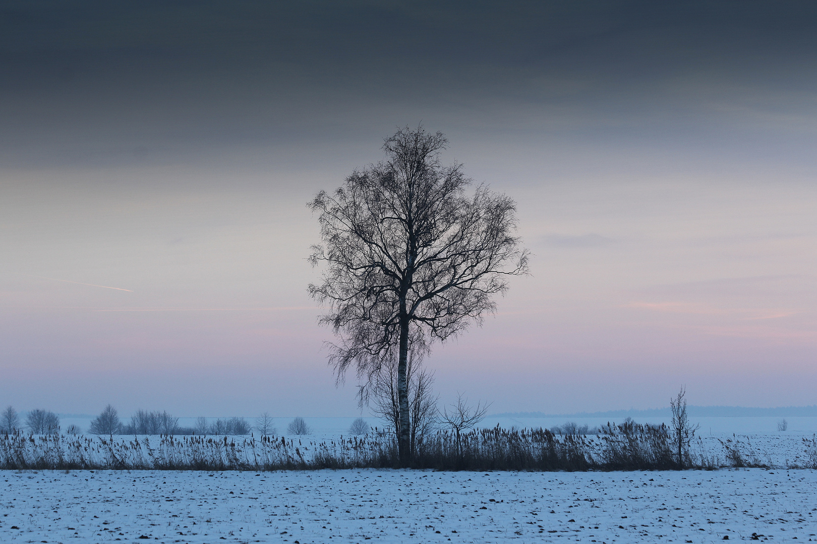 frierende Birke