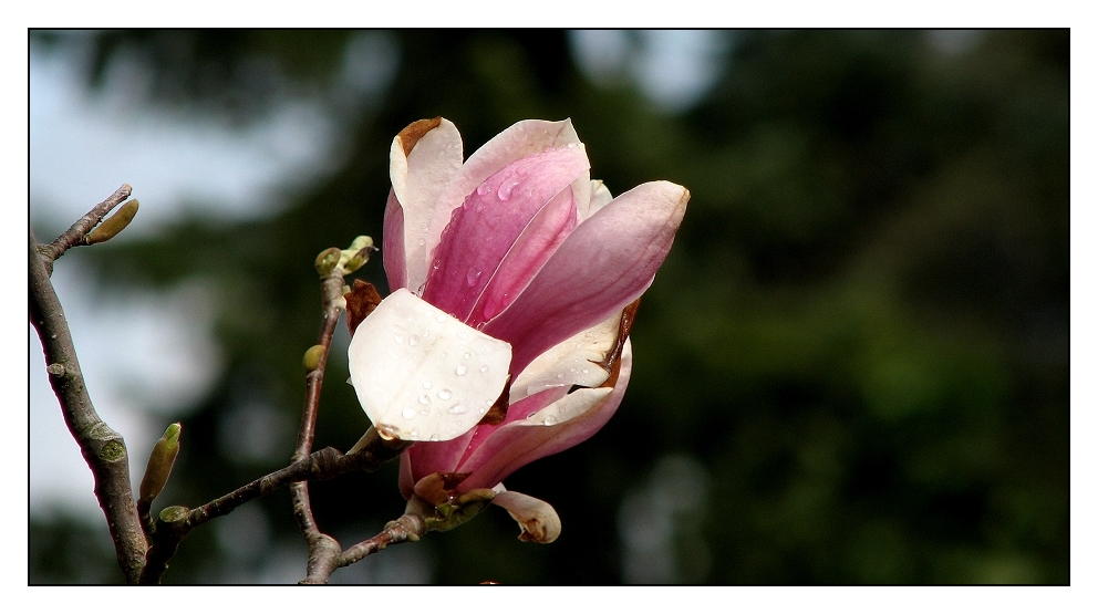 frierende Blüte