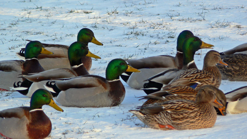 frierende Enten