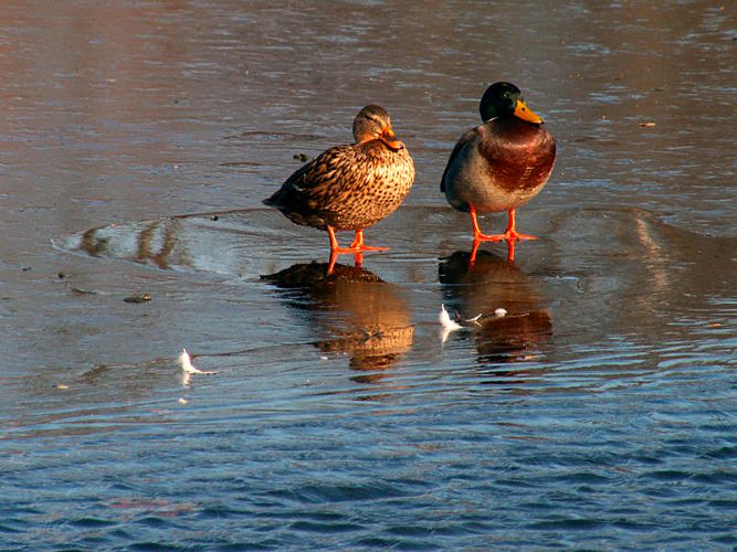 frierende Enten