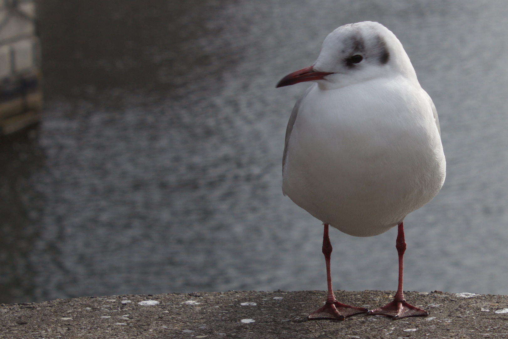 Frierende Möwe ?