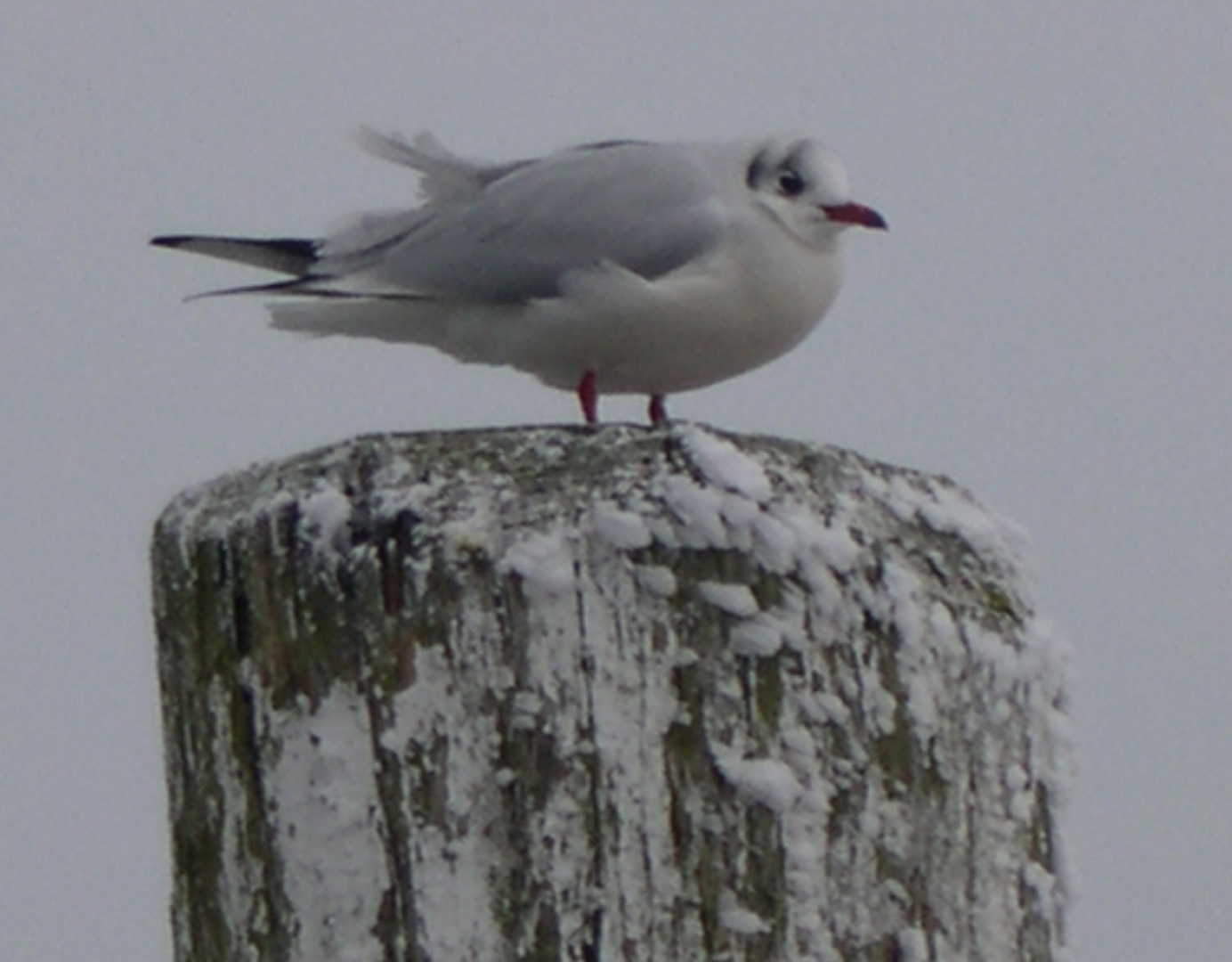 frierende Möwe