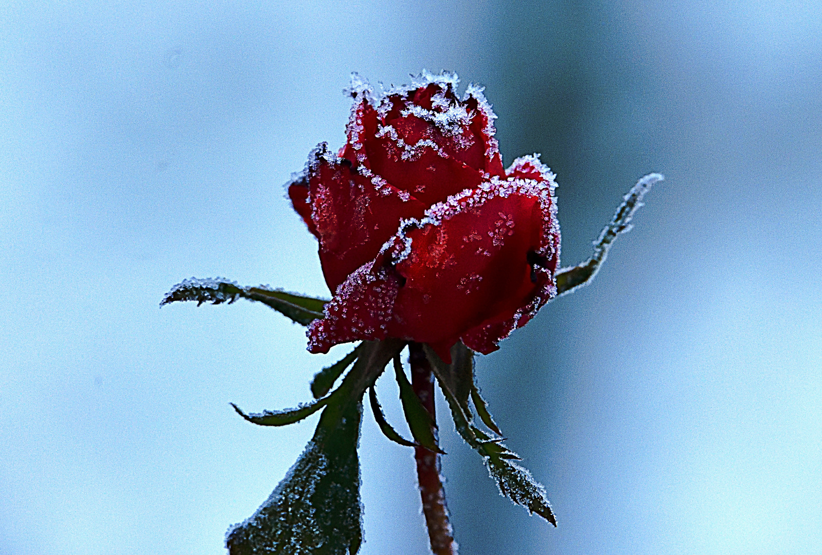 Frierende Rosen 1 - Red