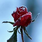 Frierende Rosen 1 - Red
