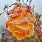 Frierende Rosen 2 - Yellow Pink