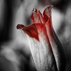 ... frierende Tulpe ...