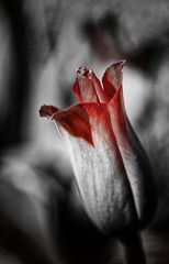 ... frierende Tulpe ...