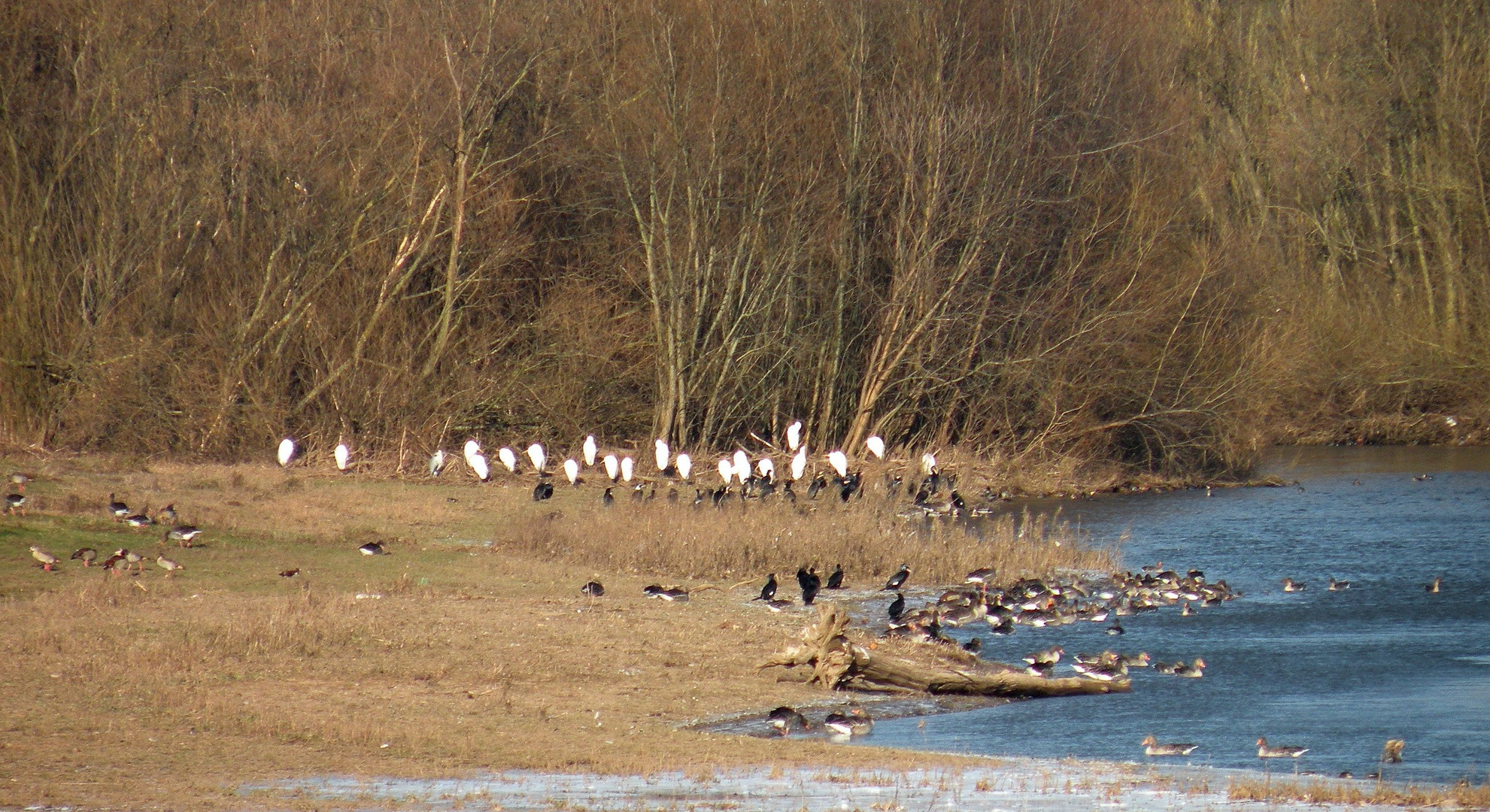 Frierende Wildvögel an der Geschiebesperre der Leine bei Hollenstedt / Northeim.