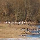 Frierende Wildvögel an der Geschiebesperre der Leine bei Hollenstedt / Northeim.