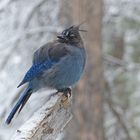 Frierender Blauhäher in Colorado