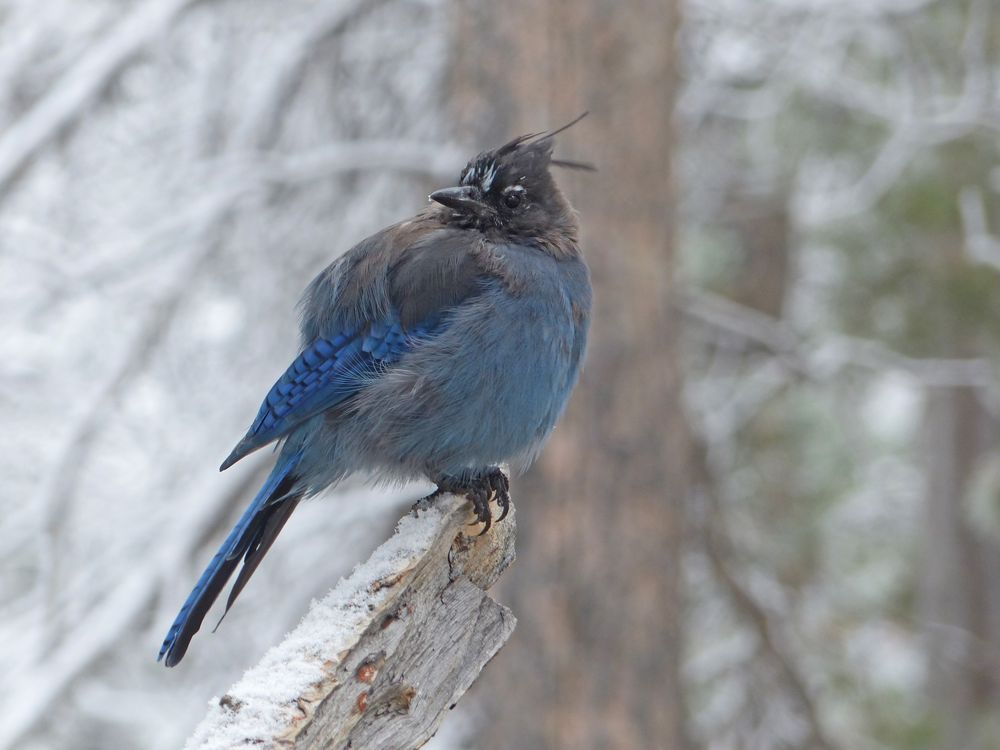 Frierender Blauhäher in Colorado