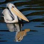 Frierender Pelikan 