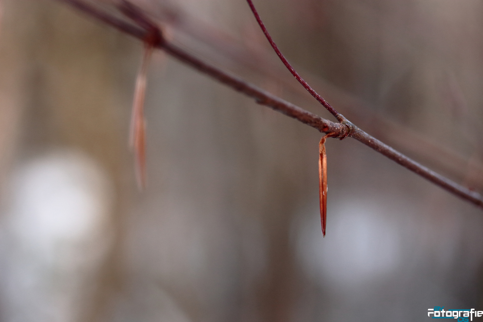 Frierendes Blatt