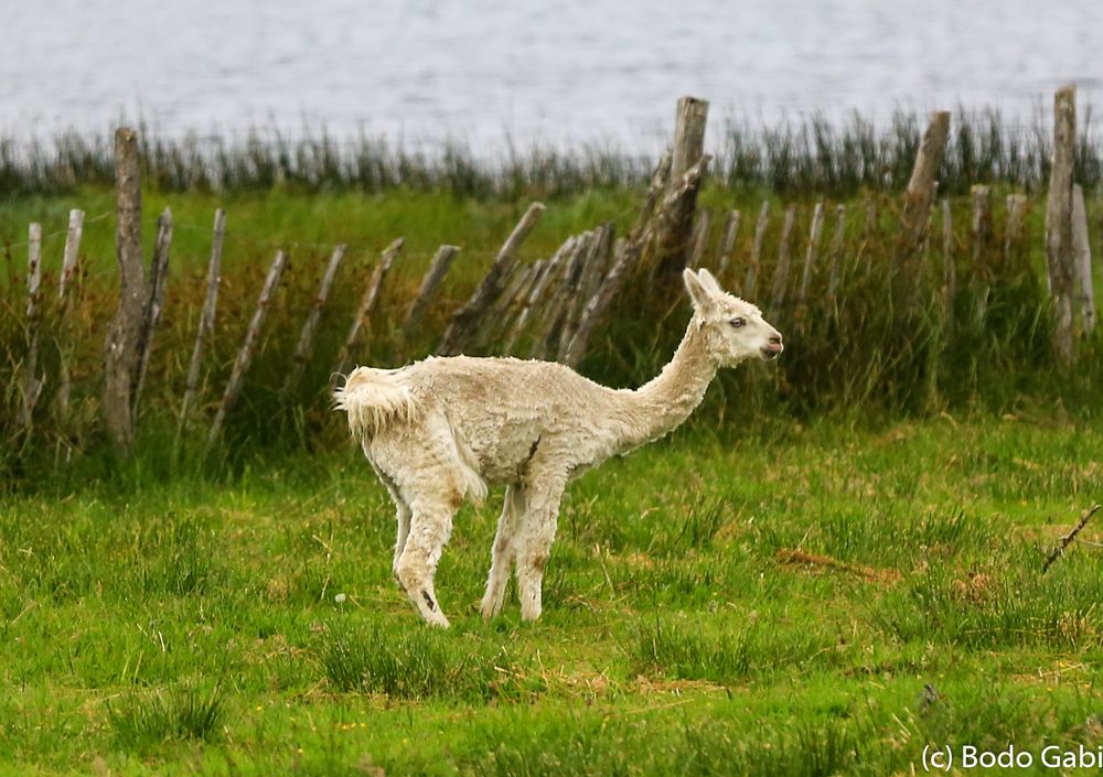 Frierendes Guanako