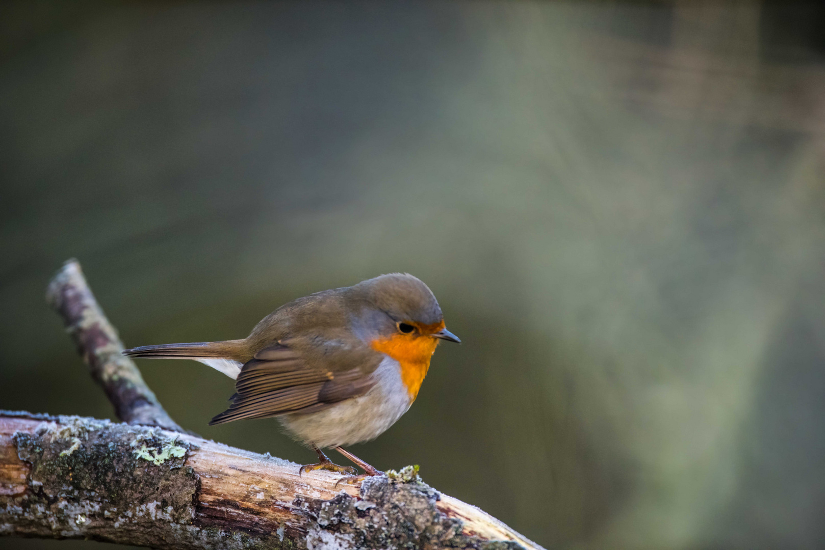 Frierendes Rotkehlchen (Erithacus rubecula)