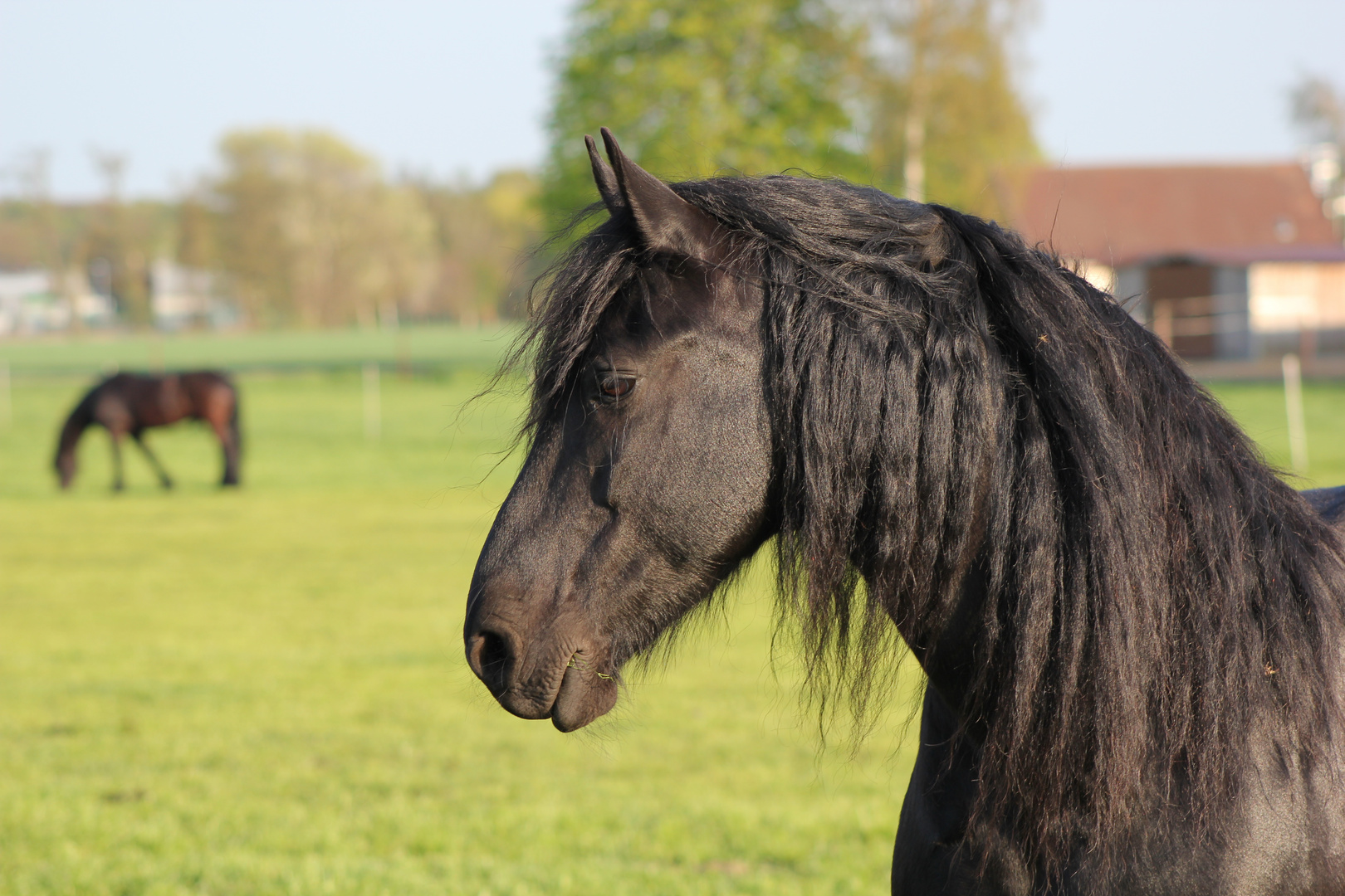 Friese auf der Wiese