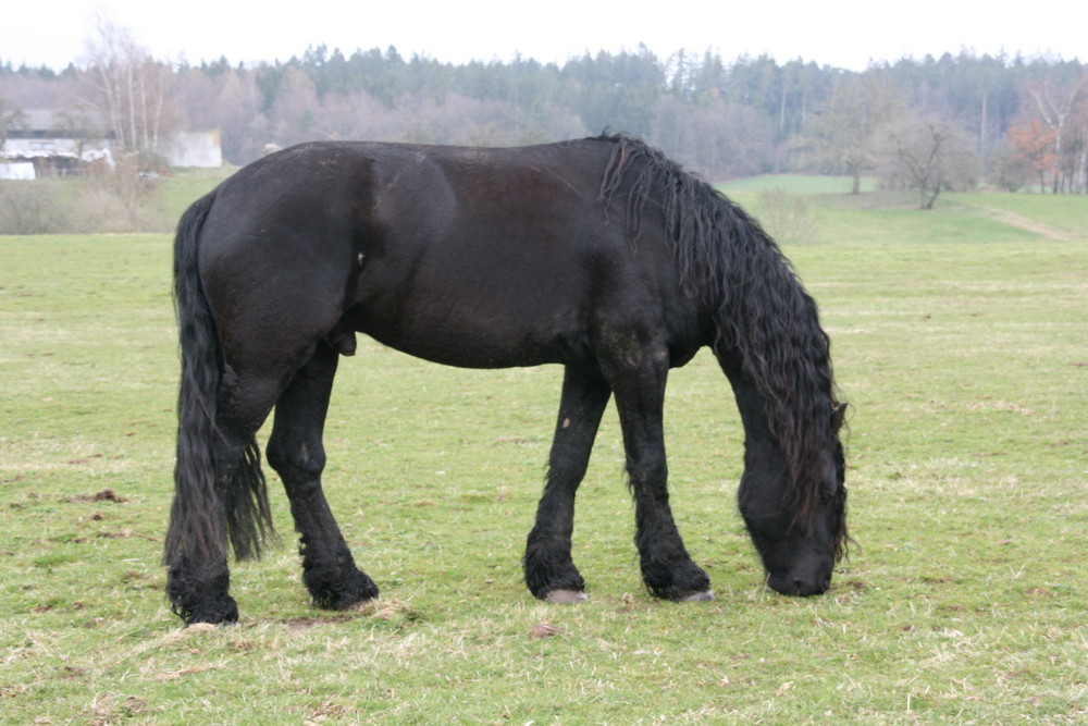 Friese auf Weide