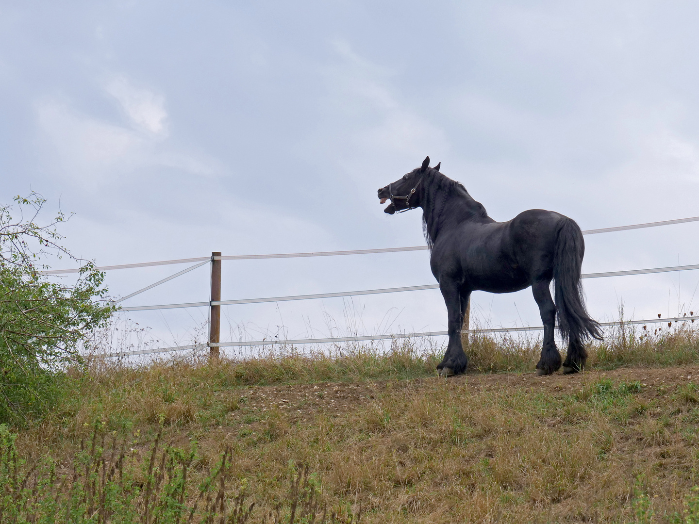 Friese, Hengst