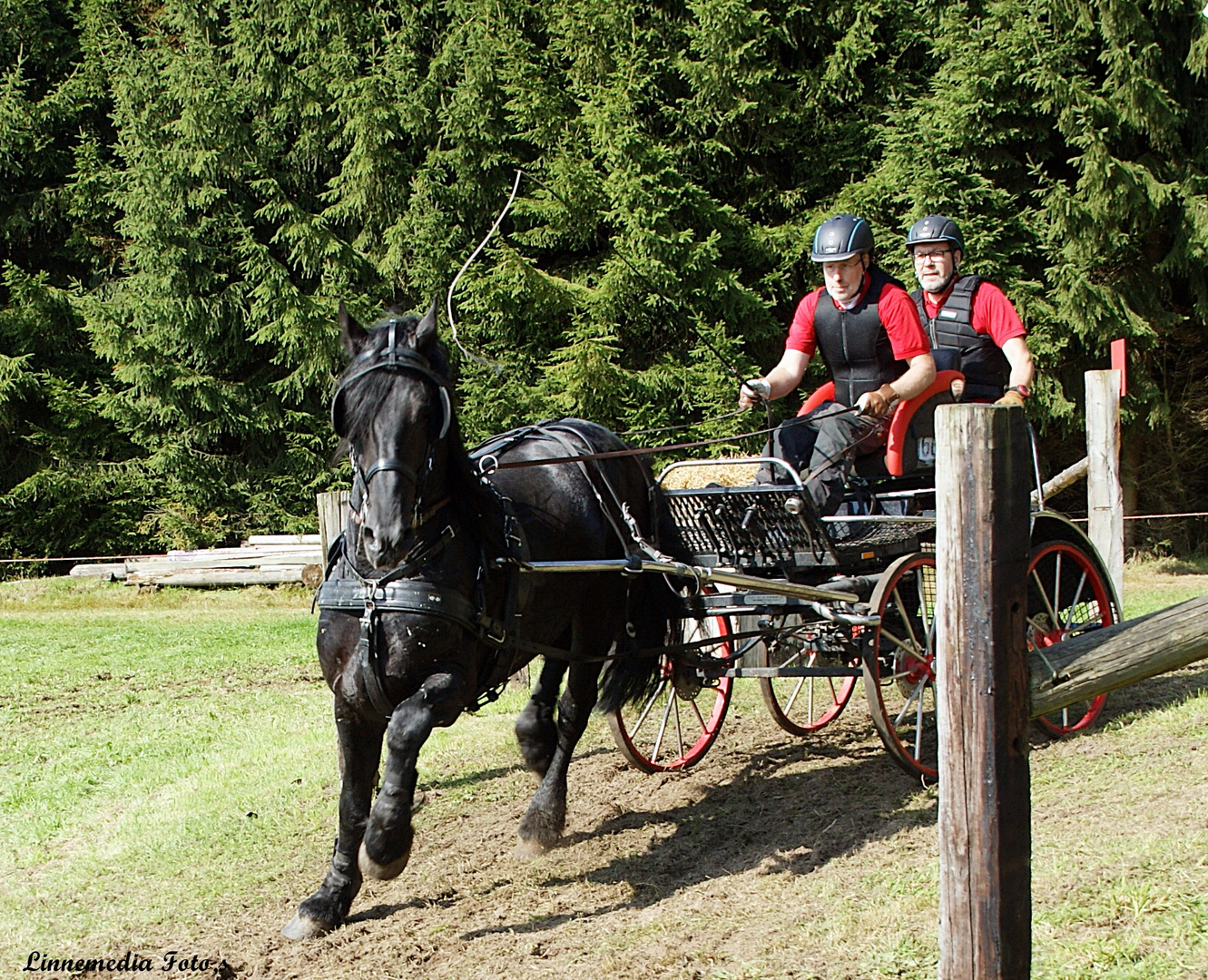 Friese  im Hindernis 