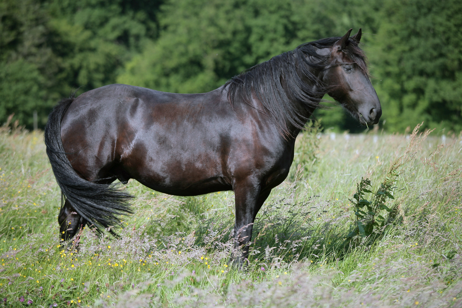 Friese im Schlaraffenland