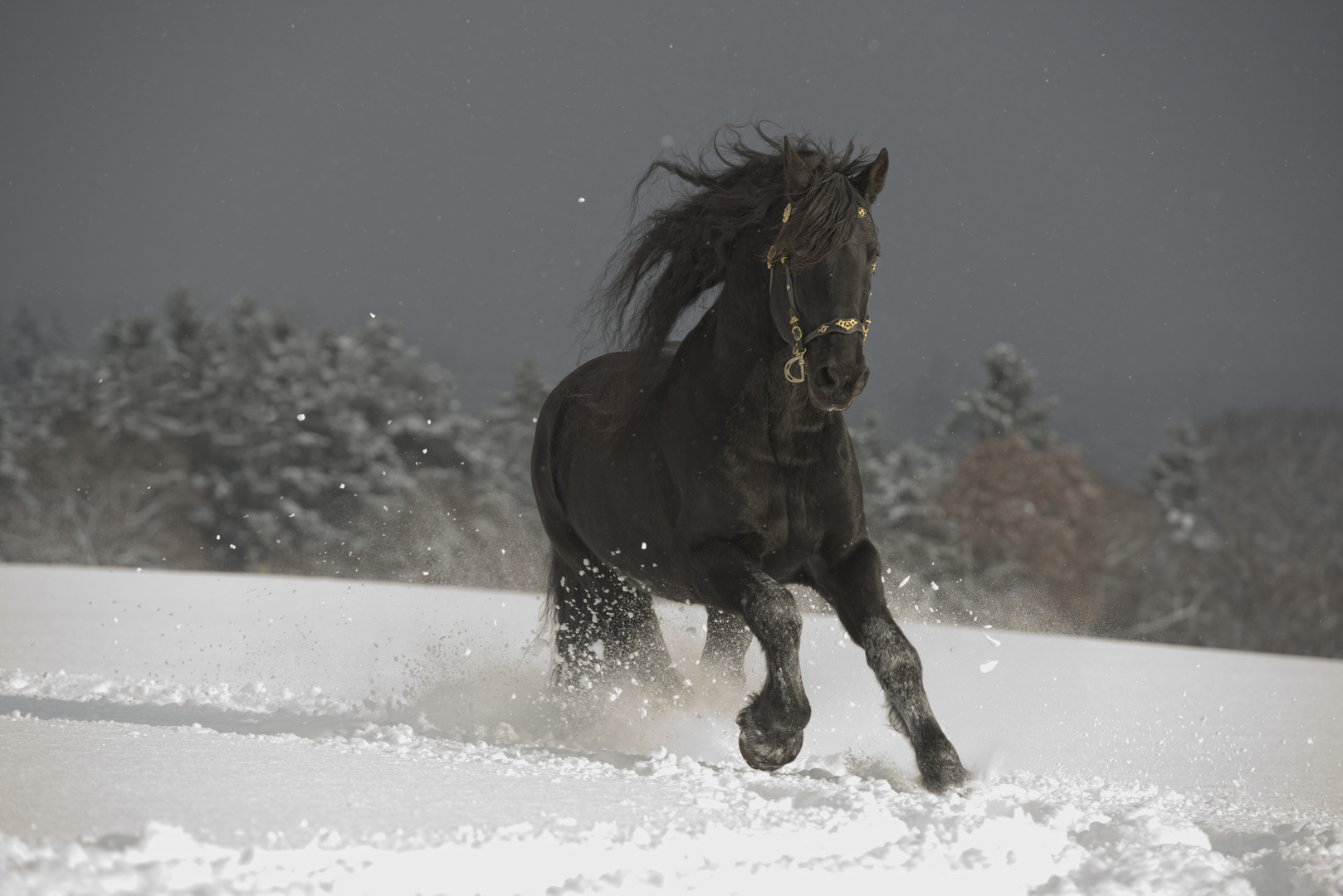 Friese im Schnee