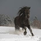 Friese im Schnee