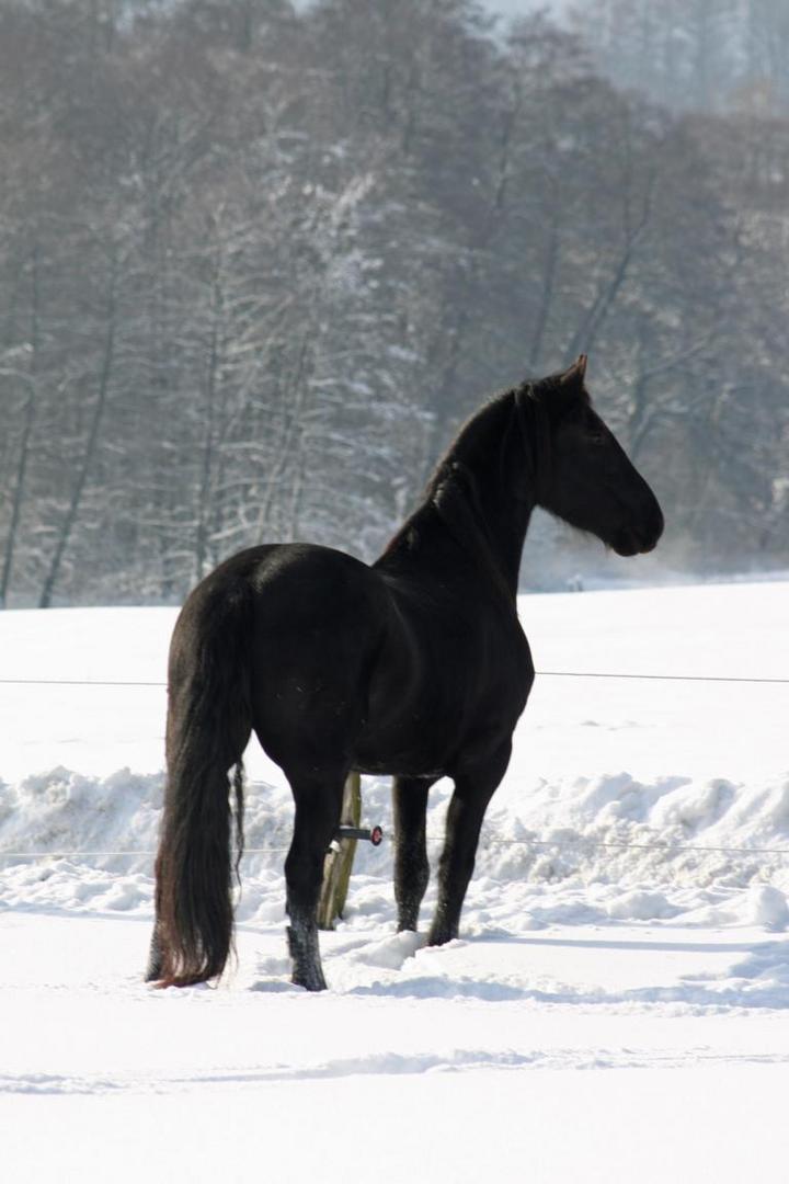 Friese im Schnee