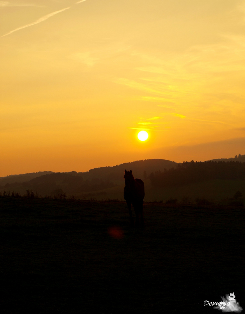 Friese im Sonnenuntergang...