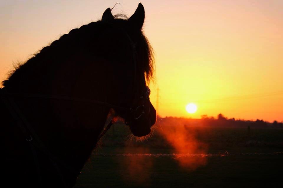 Friese im Sonnenuntergang