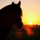 Friese im Sonnenuntergang