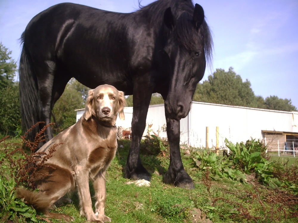 Friese und Weimaraner