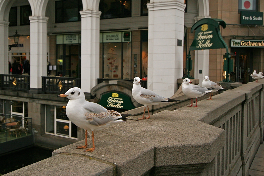 Friesen am Friesenkeller