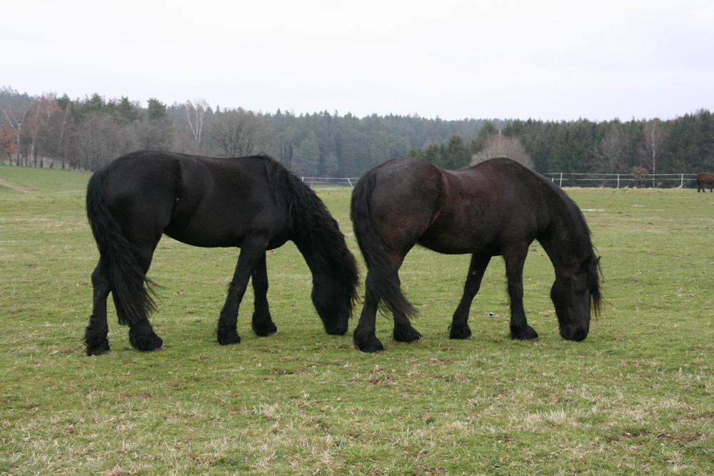 Friesen beim "Synchronweiden"