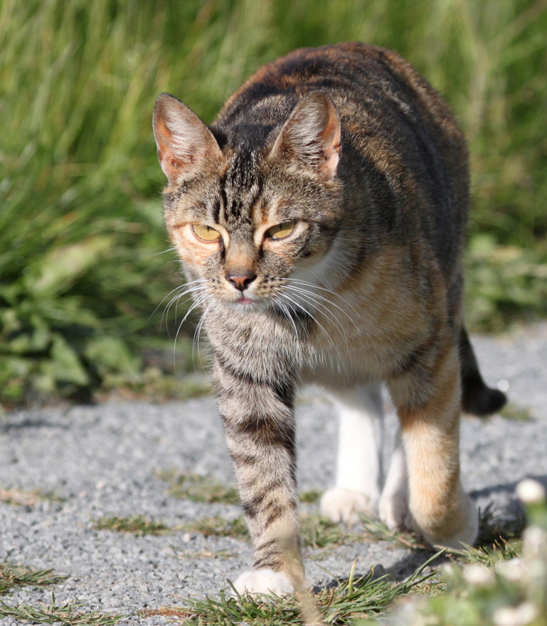 Friesen-Luchs (Lynx maritimus)