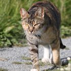 Friesen-Luchs (Lynx maritimus)