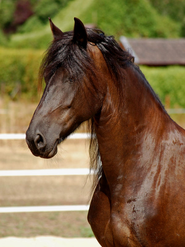 friesen portrait Foto & Bild tiere, haustiere, pferde, esel