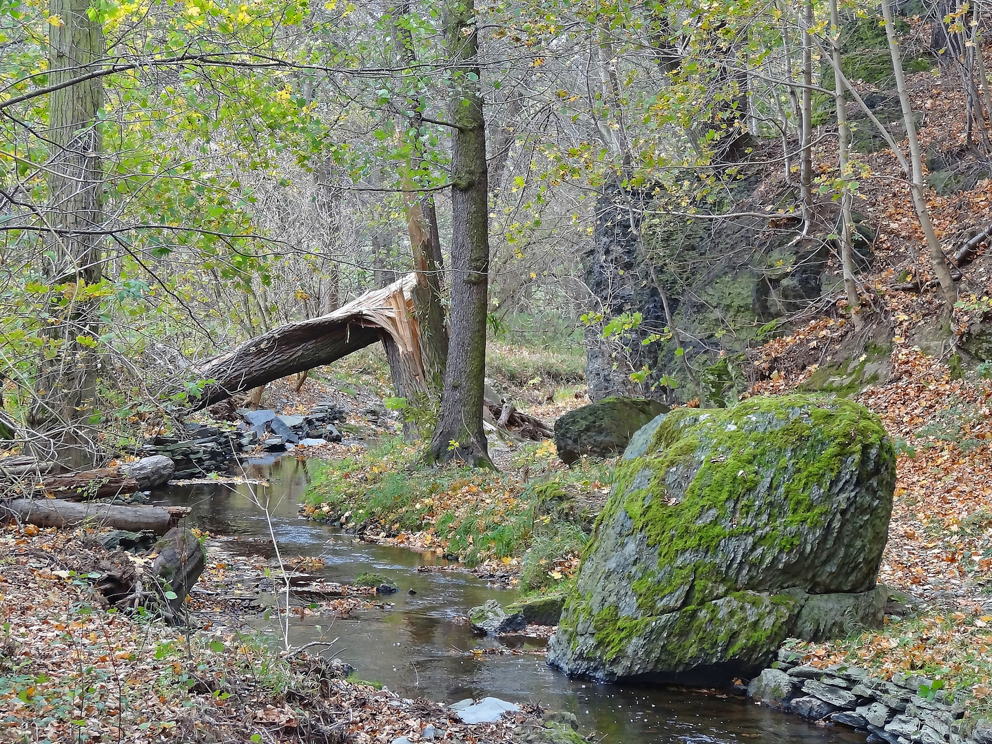 Friesenbach (Plauen)