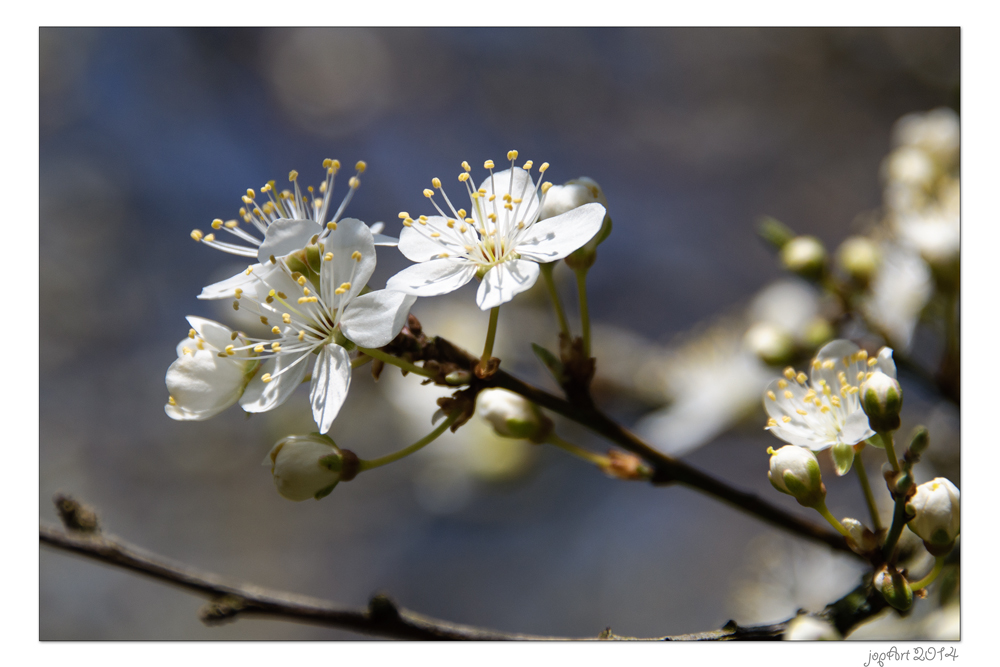 Friesenfrühling...