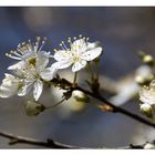 Friesenfrühling...