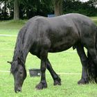 Friesenhengst Balou vom Cirkus Charles Monroe