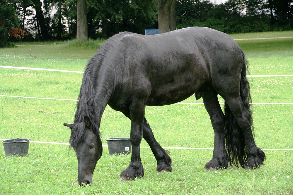 Friesenhengst Balou vom Cirkus Charles Monroe