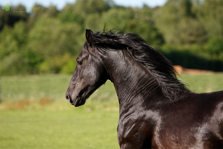 Friesenhengst Rein